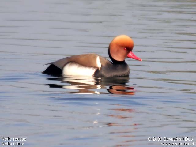 Red-crested Pochard male adult