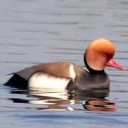 Red-crested Pochard