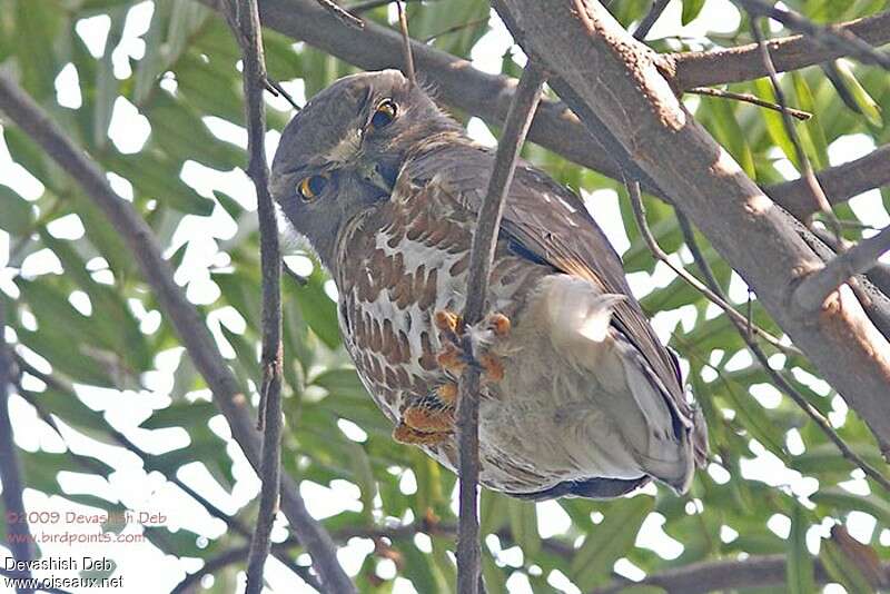 Brown Hawk-Owl