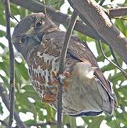 Brown Hawk-Owl