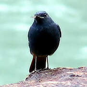 Plumbeous Water Redstart