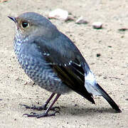 Plumbeous Water Redstart