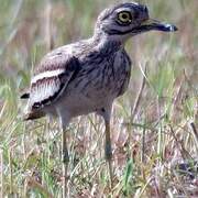 Eurasian Stone-curlew