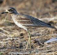 Eurasian Stone-curlew