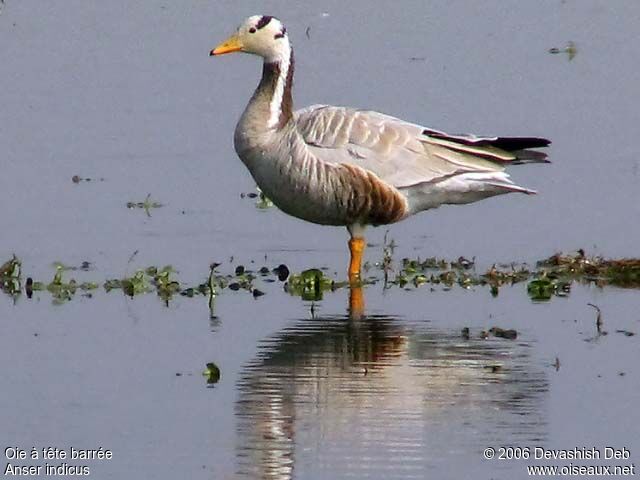 Bar-headed Gooseadult