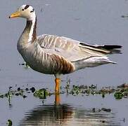 Bar-headed Goose