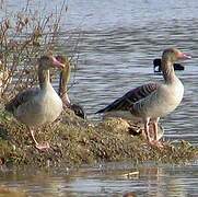 Greylag Goose