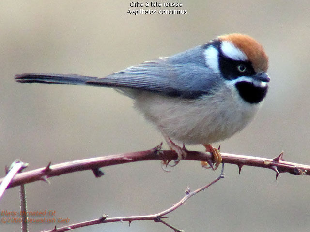 Black-throated Bushtit