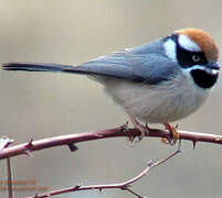 Black-throated Bushtit