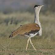 Great Indian Bustard