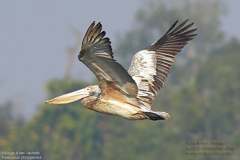 Spot-billed Pelican