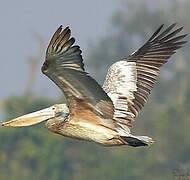 Spot-billed Pelican