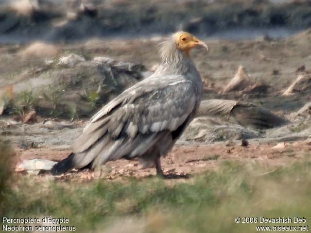 Egyptian Vulture