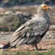 Egyptian Vulture