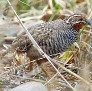 Jungle Bush Quail