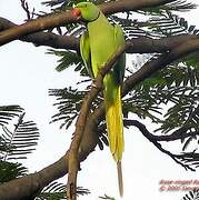 Rose-ringed Parakeet