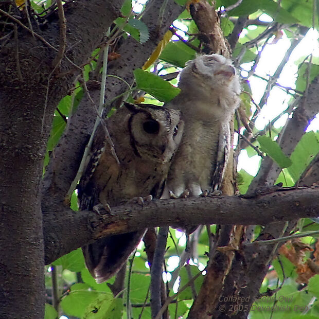 Collared Scops Owl