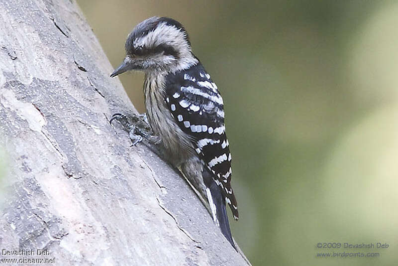 Grey-capped Pygmy Woodpecker female adult