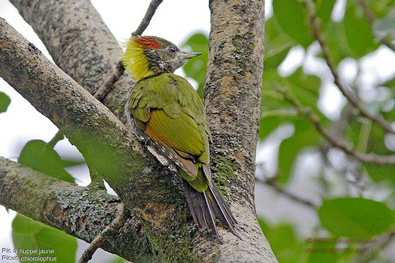 Lesser Yellownape