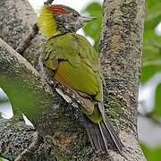 Lesser Yellownape