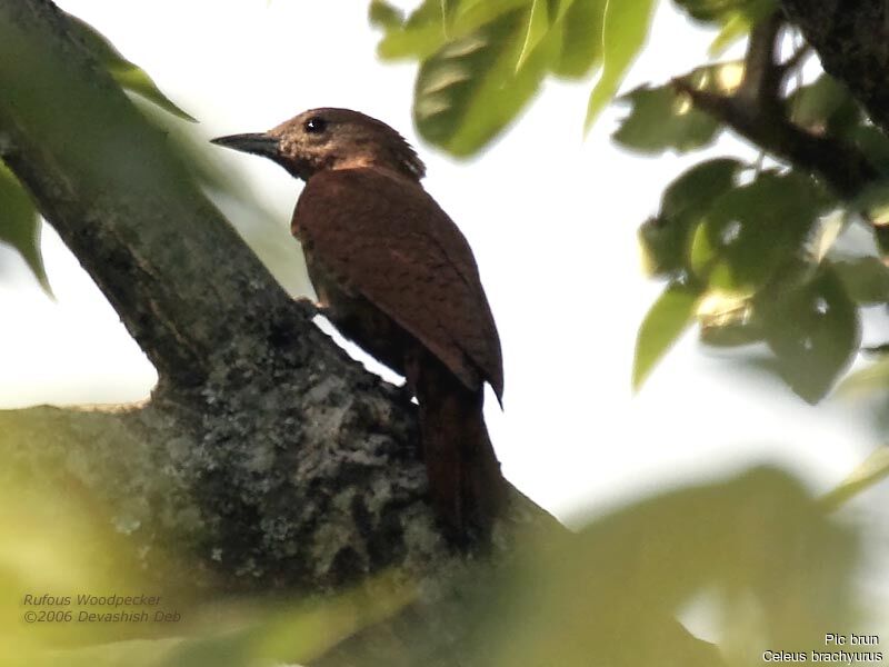 Rufous Woodpeckeradult