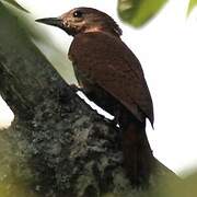 Rufous Woodpecker