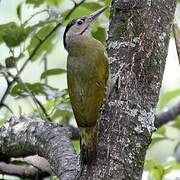 Grey-headed Woodpecker