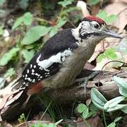 Himalayan Woodpecker