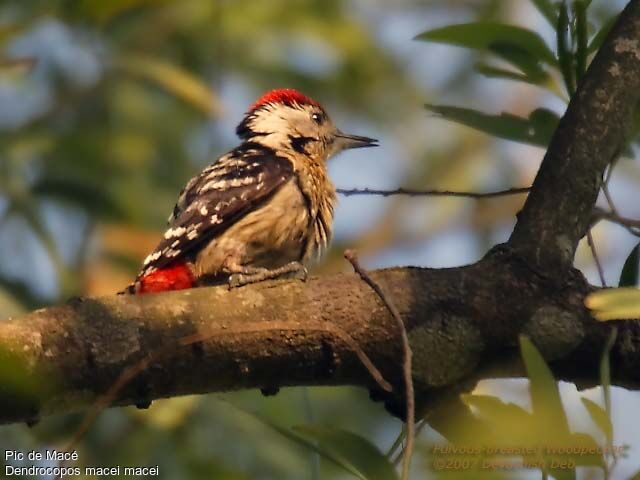 Fulvous-breasted Woodpecker male adult