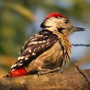 Fulvous-breasted Woodpecker