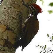 Himalayan Flameback