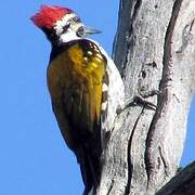 Black-rumped Flameback