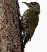 Scaly-bellied Woodpecker