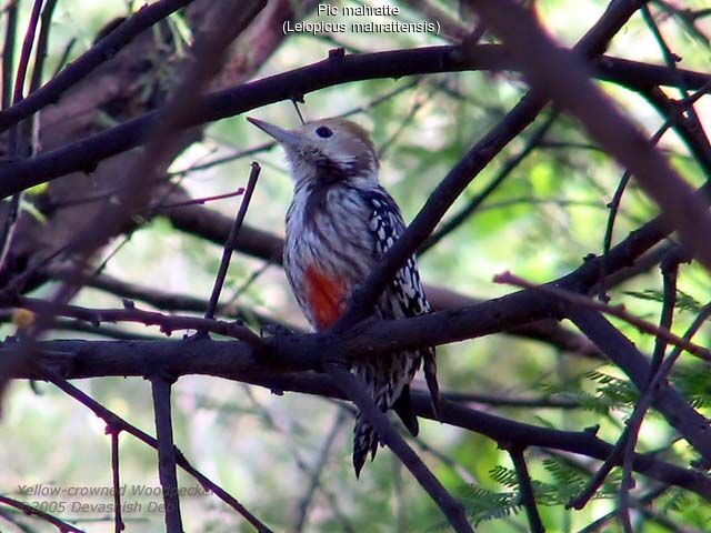 Yellow-crowned Woodpecker