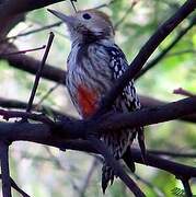 Yellow-crowned Woodpecker