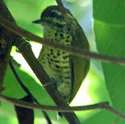 Speckled Piculet