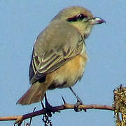 Isabelline Shrike