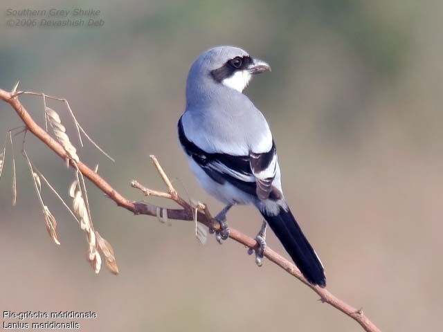 Iberian Grey Shrike