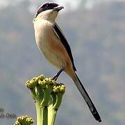 Long-tailed Shrike