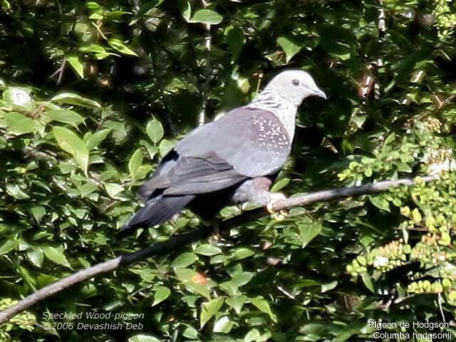 Pigeon de Hodgsonadulte