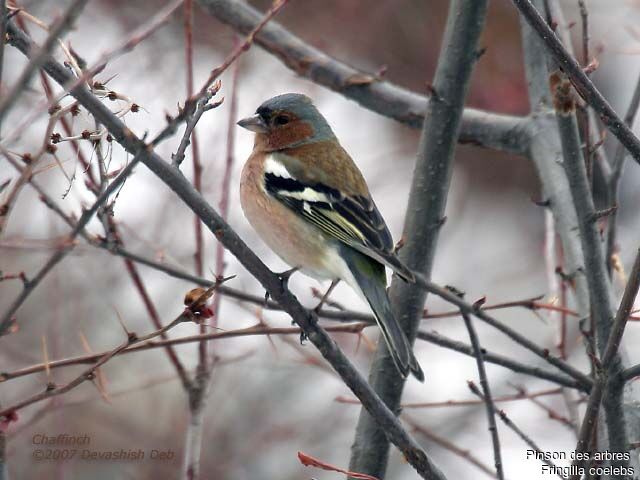 Eurasian Chaffinch