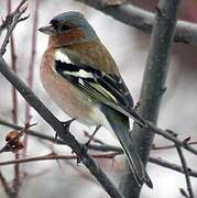 Common Chaffinch