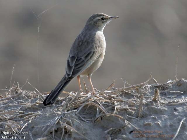 Pipit à long becadulte