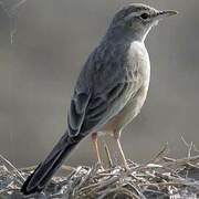 Long-billed Pipit