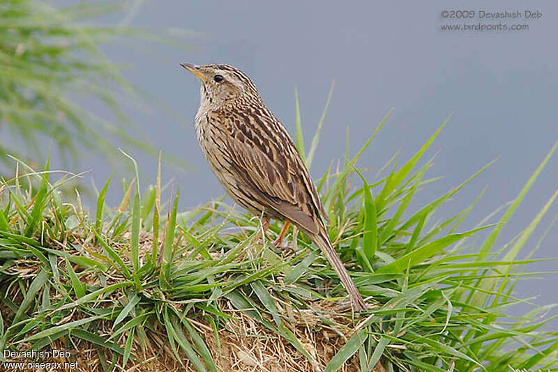 Pipit montagnard