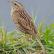 Pipit montagnard