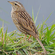 Upland Pipit