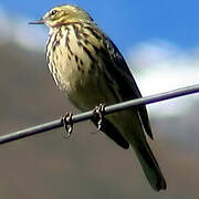 Rosy Pipit