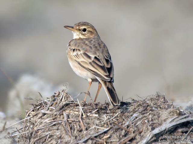 Pipit rousseline