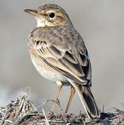 Pipit rousseline